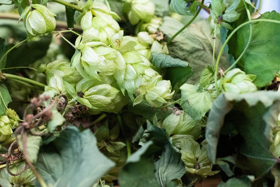 Photo de houblon pris à la brasserie OX